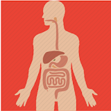 Basic of Digestive System icon