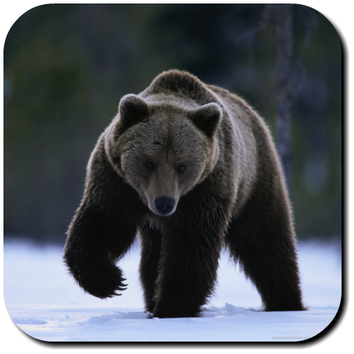 Bear Wallpapers 3 Icon