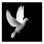 Cover Image of 下载 Pigeon Live Wallpaper  APK