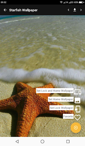 Starfish Wallpaper HD 2021