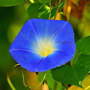 Morning Glory: HD Flower Wallpapers & Backgrounds