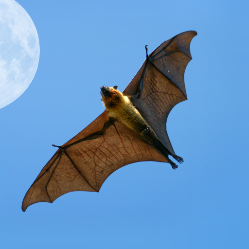 Bat Sounds logo