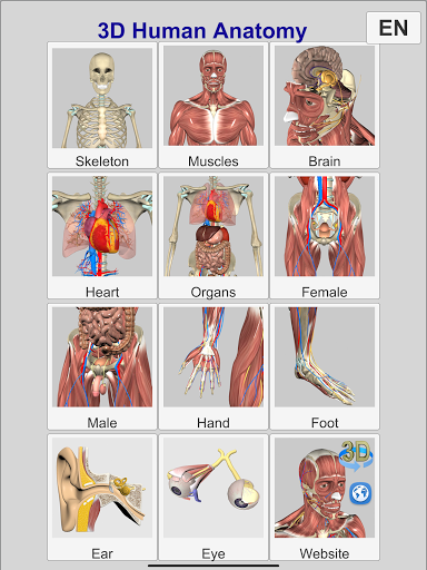 3D Anatomy