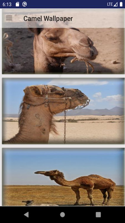 Camel Wallpaper - 7.0 - (Android)