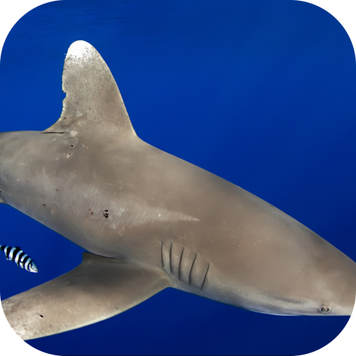 Tipped Reef Shark. Wallpapers  Icon
