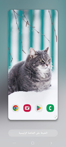 Android application Wallpapers Cat (2) 4k 2023 screenshort