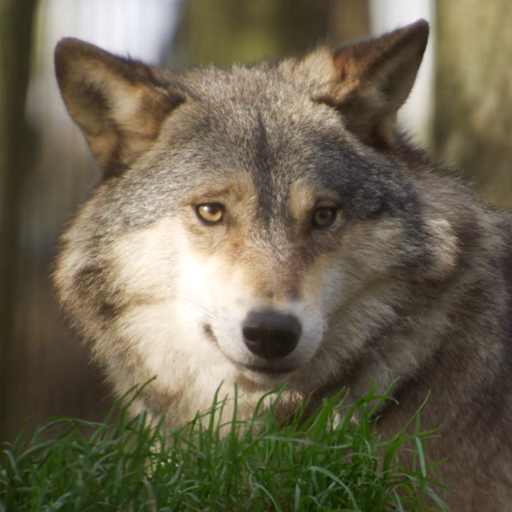 wolf video wallpaper logo