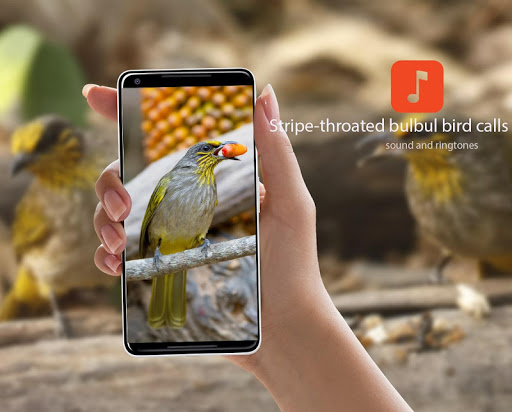 Android application Stripe-throated bulbul calls screenshort