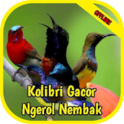 Masteran Kolibri Gacor Ngerol Nembak