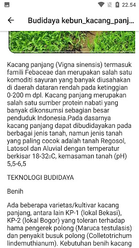 Bertani Tanaman Sayuran