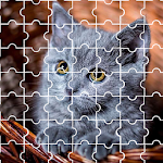 Cover Image of Herunterladen Puzzle Cute Kittens  APK
