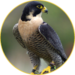 Peregrine Falcon (Animal) sounds Apk