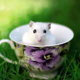 Funny Mouse Jigsaw Puzzles icon