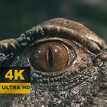 Cover Image of ダウンロード Alligator Wallpapers - 4K and UHD 1.0 APK
