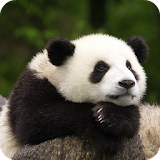 Panda Live Wallpaper HD icon