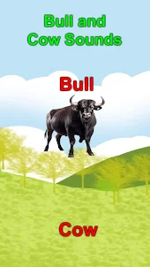 Bull And Cow: Animal Sound