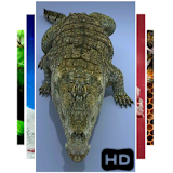 Crocodile Live 3D Wallpaper icon