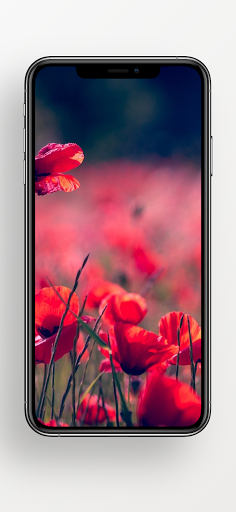 Red Wallpapers - HD, QHD, FULL HD BACKGROUND