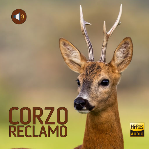 Free Corzo Reclamo 2022 5
