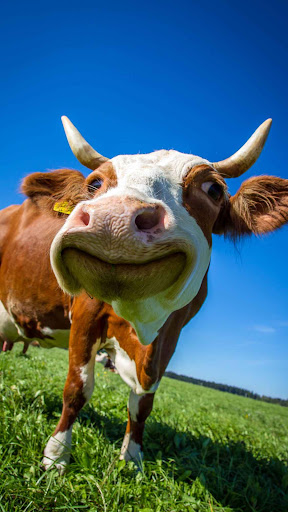 Cow Wallpaper