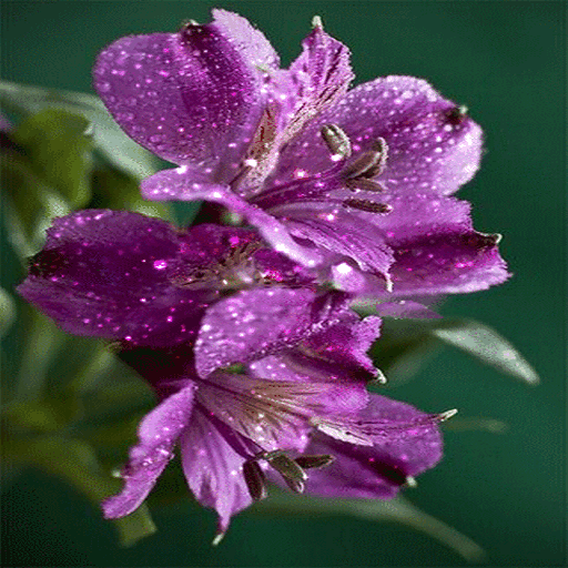 Purple Flowers Shine LWP  Icon