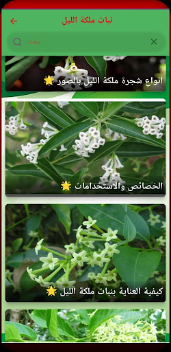 نبات ملكة الليل