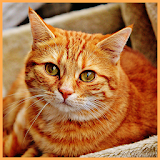 Lovely Pets Cats Wallpaper icon