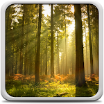 Cover Image of 下载 Sunny Forest Live Wallpaper 22.0 APK