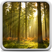 Top 40 Personalization Apps Like Sunny Forest Live Wallpaper - Best Alternatives