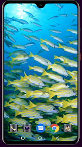 HD Fish Wallpaper  screenshots 15