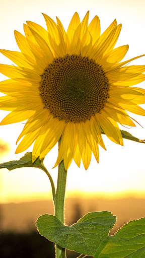 Android application Sunflower Wallpaper screenshort