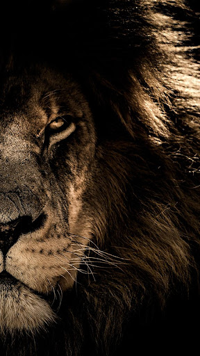 Android application lion face wallpaper screenshort