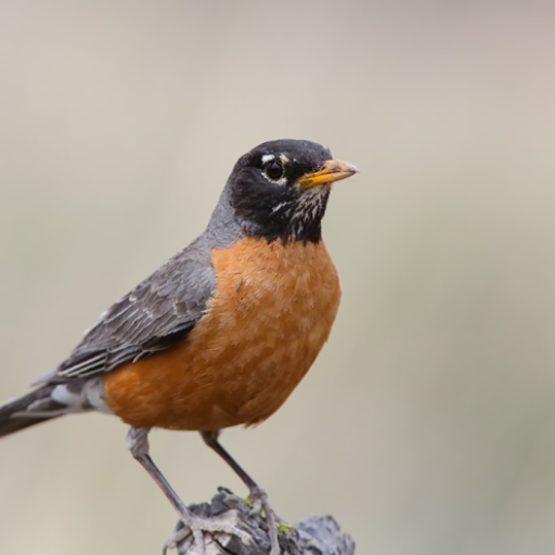 Robin bird sounds logo