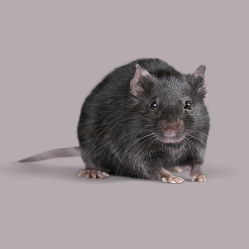Rat Sounds Download on Windows