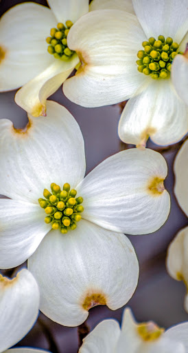 Android application Dogwood Treasury Management screenshort