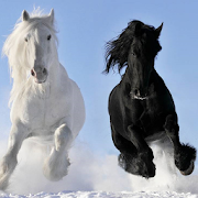 Clydesdale Horse Wallpaper