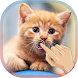 Magic Touch Cat Live WallPaper - Androidアプリ