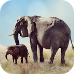 Cover Image of Download Elephant Sounds  APK