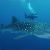 Whale Sharks Wallpaper Images icon
