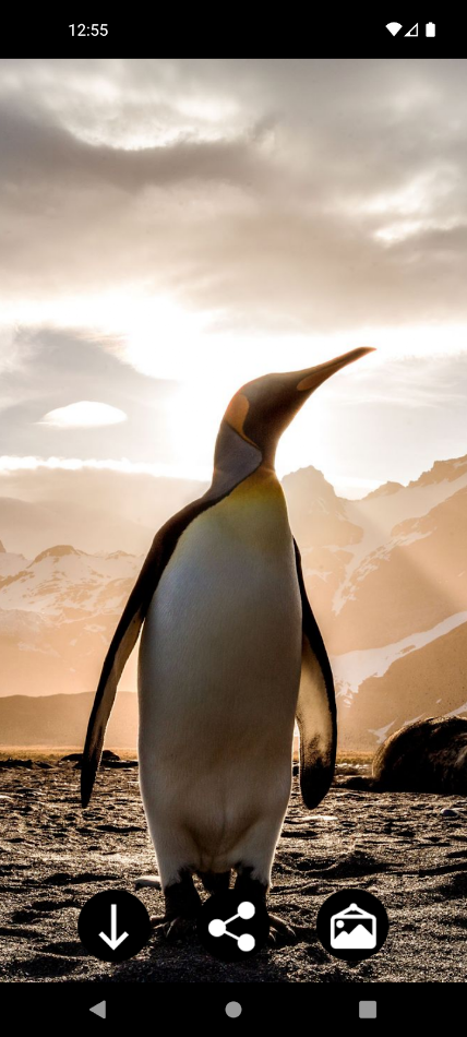 #9. Penguin Wallpapers (Android) Podle: Infinity