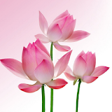 Pink Lotus Live Wallpaper icon