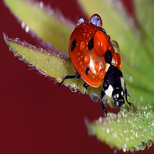 Ladybug Live Wallpaper Download on Windows