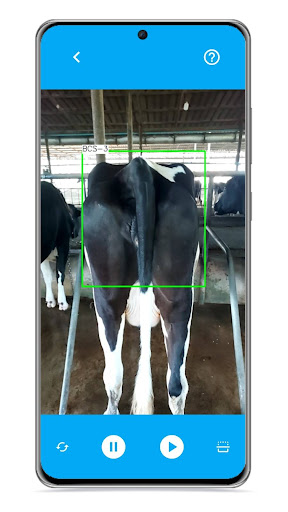 Cow-Scoring Screen 3