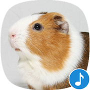 Appp.io - Guinea Pig Sounds