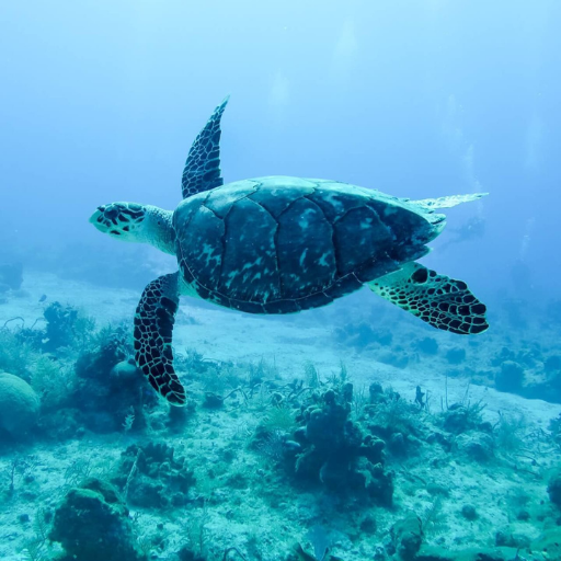 Turtle Wallpapers logo