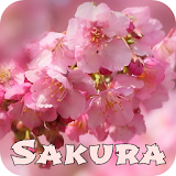 Sakura Wallpaper icon