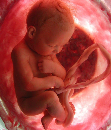 Android application Pregnancy Week by week screenshort