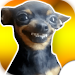 🐶 Chihuahuas Stickers WastickerApps APK