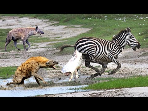 مقاطع الحياة البرية والافتراس Screen 3