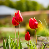 HD Tulip Wallpapers icon
